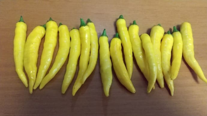 色鮮やかなお野菜