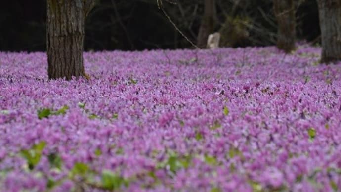 西木カタクリの郷