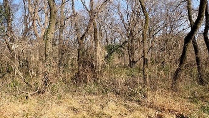 「冬のこどもの森探検」事前調査
