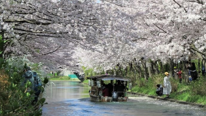 今日は晴天、桜日和・・・