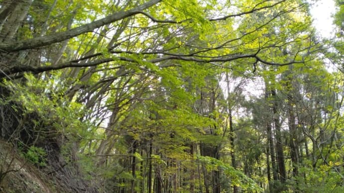 日本百名山「祖母山」で終わりがけのアケボノツツジ