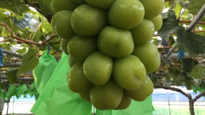 【#アタリヤ農園】秋冬野菜種搬入、昨日お弁当村で転倒湿布だらけ