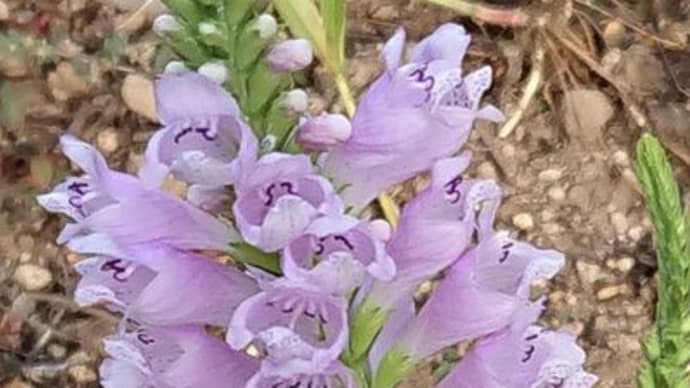 庭の花達