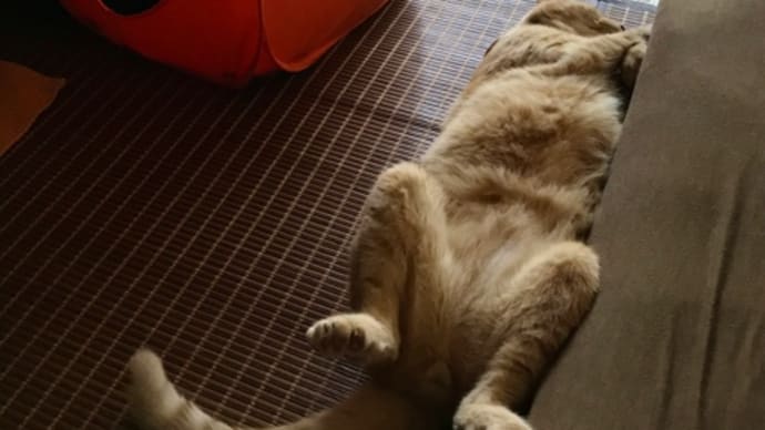 猫は快適な場所を知っている