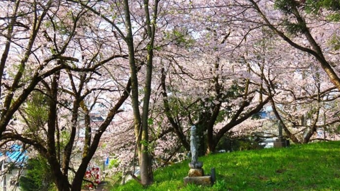 やまっこの桜