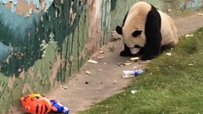 「マジで ？」 耳を疑うよ！中国の動物園でパンダに暴行！！