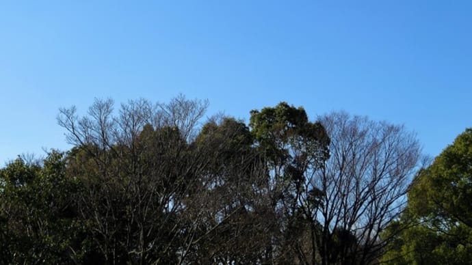 白鳥の郷 ~1~