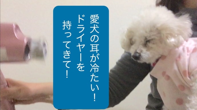 2021/02/10 愛犬を温めて寝かしつけるまでのドタバタ