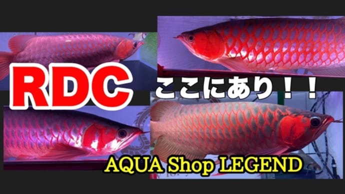 YouTubeにて輸入個体などの案内をしております🤩