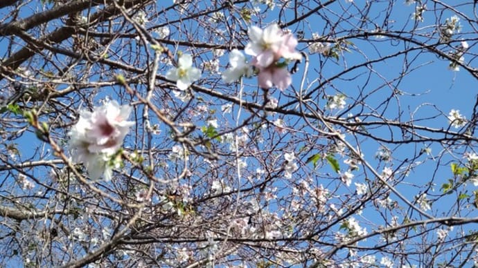 十月桜：咲いていました