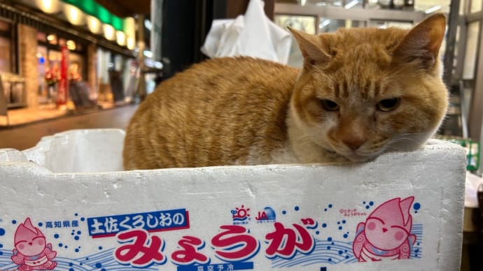 飲食店応援 B☆MARLINさん/ 和幸さん/まぐろ問屋 三浦三崎港さん/めいちゃん
