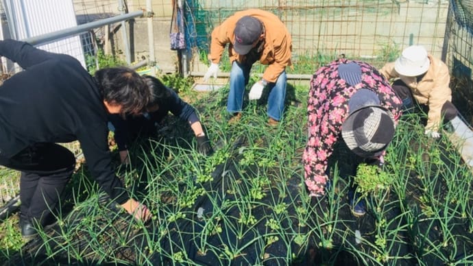 令和二年初!1/21(火)「なずな菜園」畑作業報告