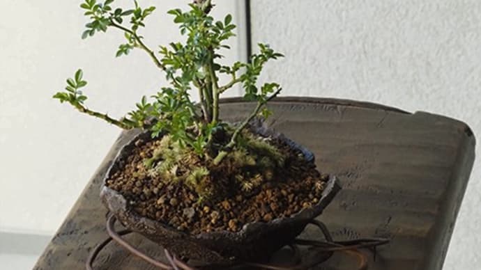 春の植物たち