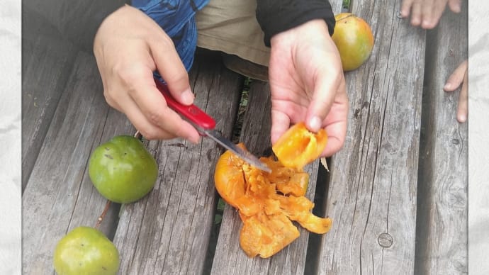 柿、食す。