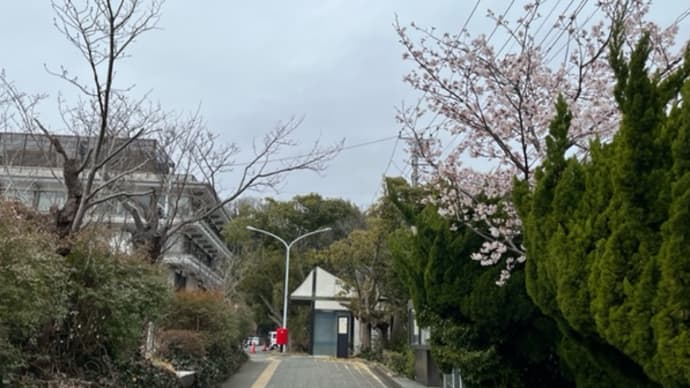 一本の桜が満開でした