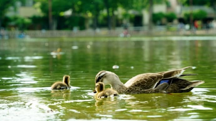 カルガモの子育て その3(板橋区立見次公園 2021.5.29撮影)