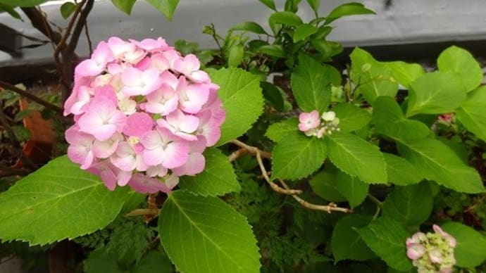 頂いた紫陽花、今年は三輪の花咲く 嬉しいです