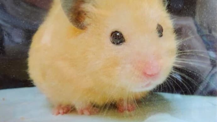 きょうはゴマ八郎の 一周忌です