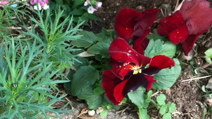 お花を植えました