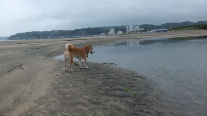 クリンを写真で偲んで・・・256日目