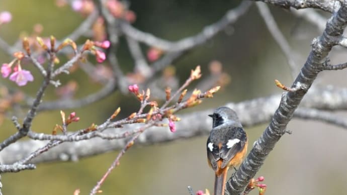 隣町の公園 SZN