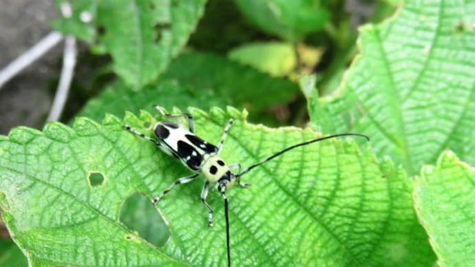 Paraglenea fortunei