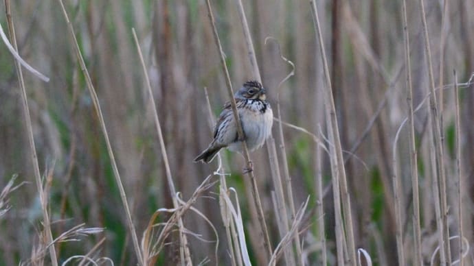 粟島の野鳥たち ホオアカ