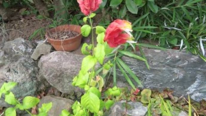 小海老草