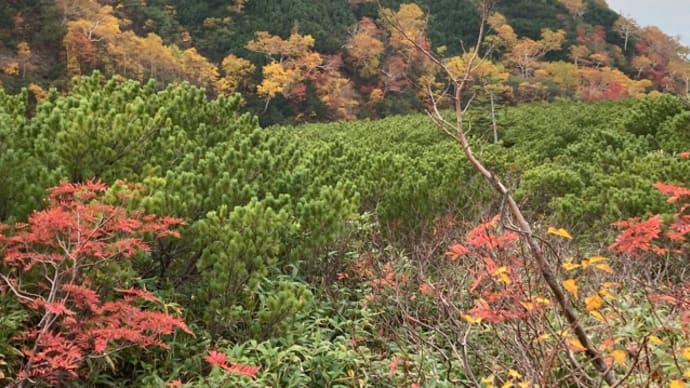十勝岳温泉の紅葉 2022/10/3