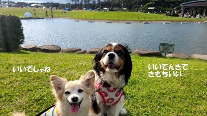 砂浜で思いっきり走ろう!