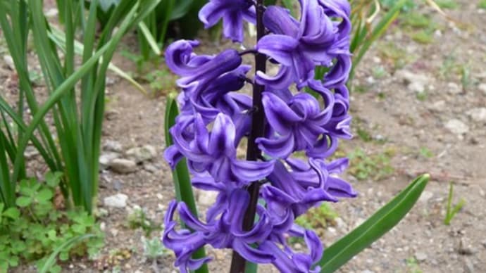 3月17日 開花が続いています!