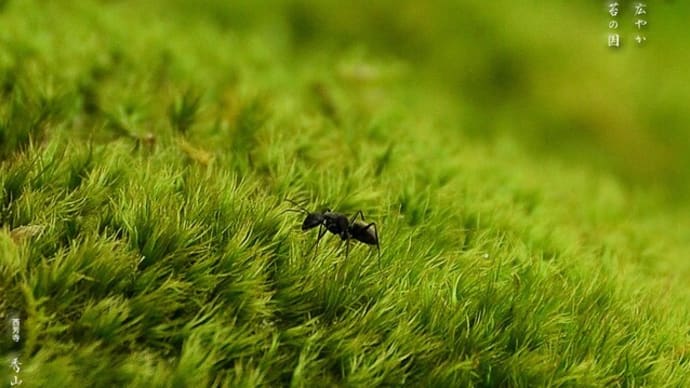 蟻一匹 静や広やか 苔の国