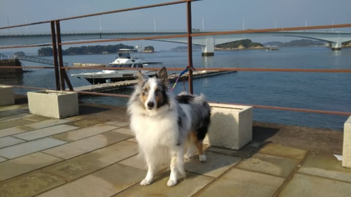 リゾラテラス天草🐶🛳️