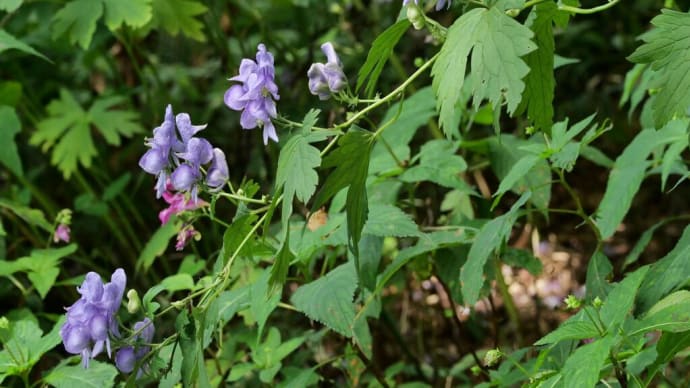 9月も避暑で六甲高山植物園へ(PartⅢ)