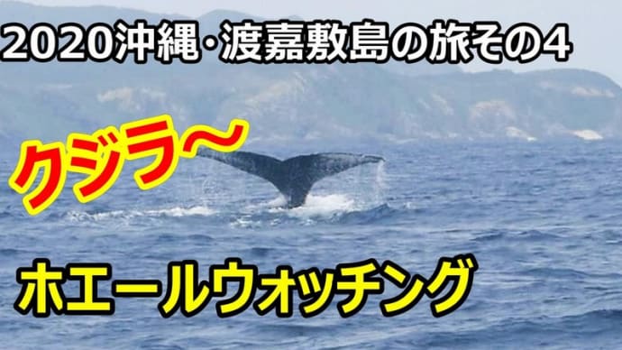 ☆★2020沖縄・渡嘉敷島の旅その4 ホエールウォッチングに参加しました!!・・・YouTubeに動画UPしました