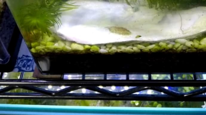 メダカの餌さやり👍️