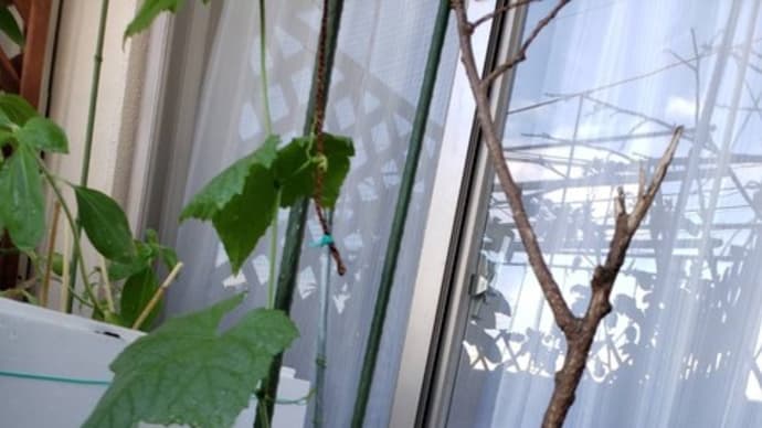 ベランダの野菜たち