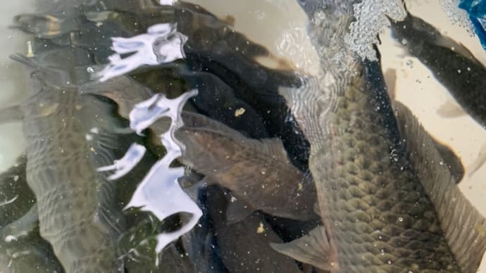 鯉と鮒料理を一生分食べた気分