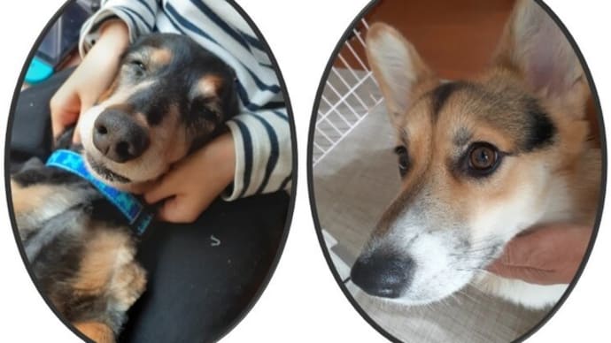じじいとムギのおSUM歩ヴギ・・・ 先輩さすがだワン🐕