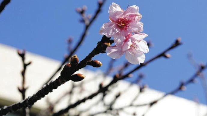 千葉県鋸南町の「頼朝桜」開花宣言！　2023年1月27日（金）