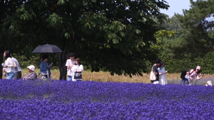 ちょっと早いラベンダー…富良野・富田ファーム
