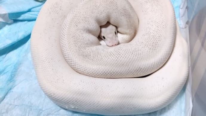 ウリちゃん脱皮完了