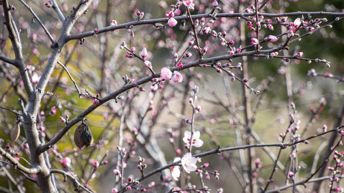 今年もアーモンドの花が