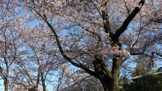 紀三井寺の名残り桜