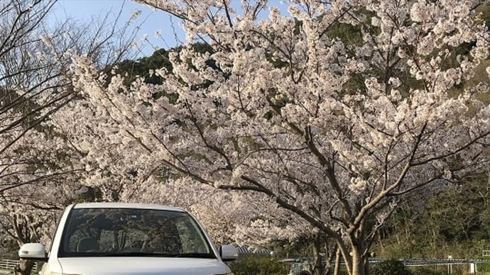 満開！道路沿いの桜