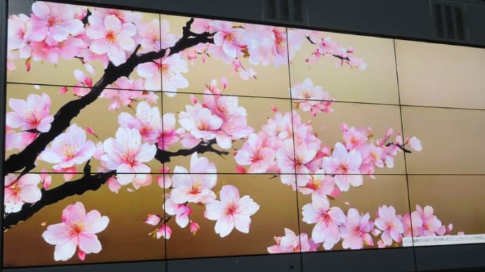 春の京都を桜散歩（4月3日）：雨天により中止！