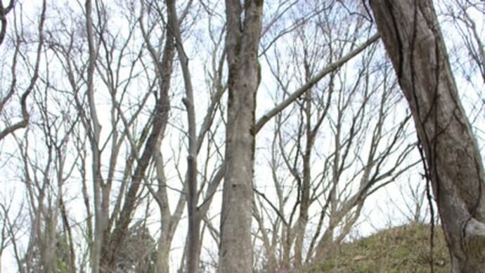 カタクリの花見をたん能 ~関川村鷹ノ巣キャンプ場~