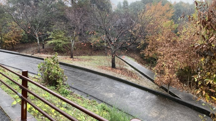 諏訪神社の清掃活動 雨の日の榊立てと古い水の回収 2022年11月29日