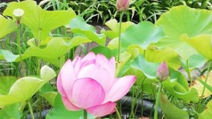 ご案内:「稲城 平和を語り継ぐ三世代の会」 ~夏の恒例行事2022~