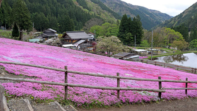 せせらぎ街道明宝 國田家の芝桜 3